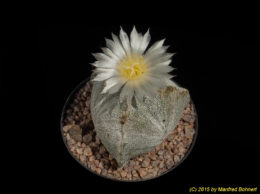 Astrophytum myriostigma f. tricostatum 1421